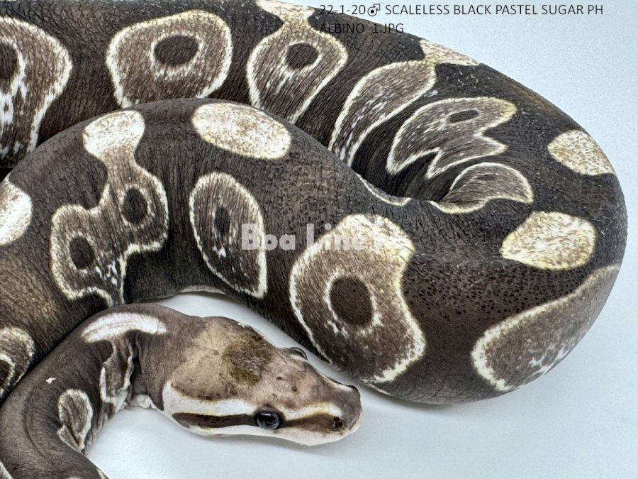 SCALELESS BLACK PASTEL SUGAR PH ALBINO 